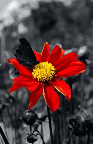 Butterfly on Red Blossom with Monochrome Background wall art
