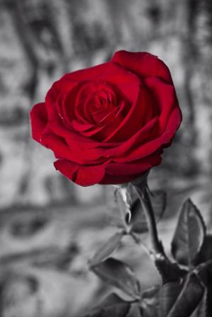 Bold Red Rose on Monochrome Background wall art