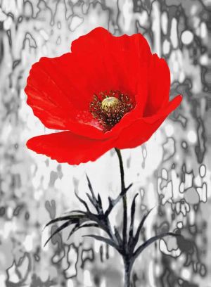 Vibrant Red Poppy Against Monochrome wall art