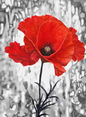 Vibrant Red Poppy Against Monochrome Background wall art