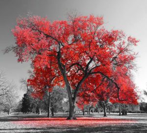 Vibrant Contrast: Red Tree Amidst Monochrome Landscape wall art