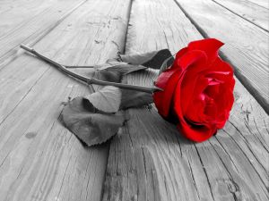 Vivid Red Rose on Rustic Wood wall art