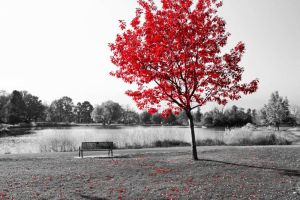 Serene Red Tree by the Lake wall art