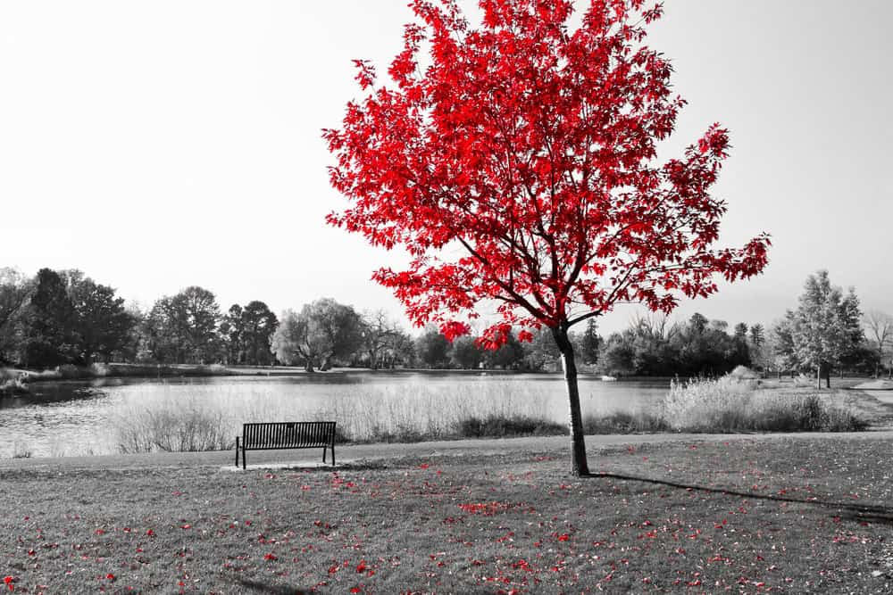 Serene Red Tree by the Lake premium reproduction