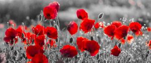 Vibrant Red Poppies in Monochrome Field wall art