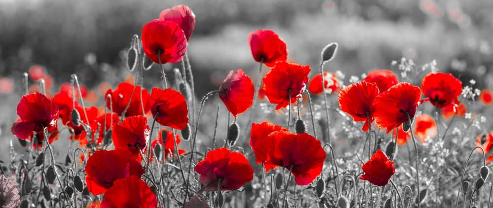 Vibrant Red Poppies in Monochrome Field premium reproduction
