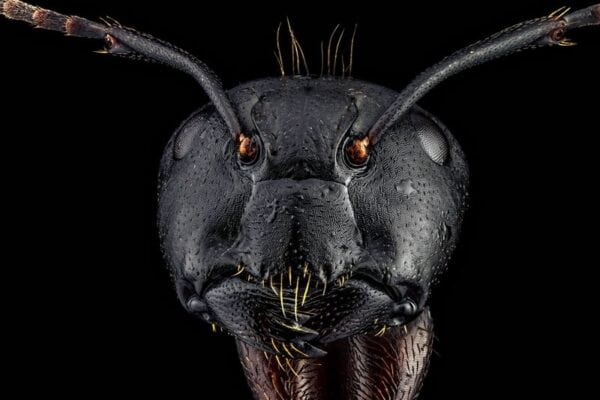 Animal 090