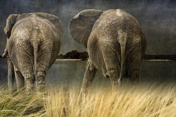 Animal 092