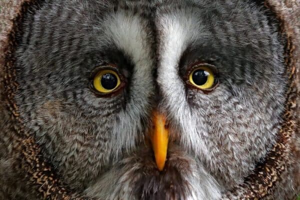 Animal 095