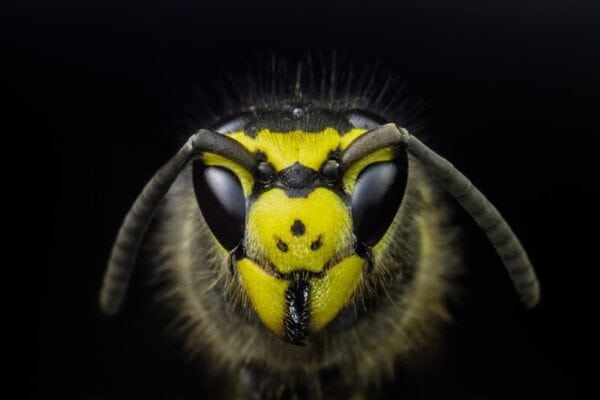 Animal 099
