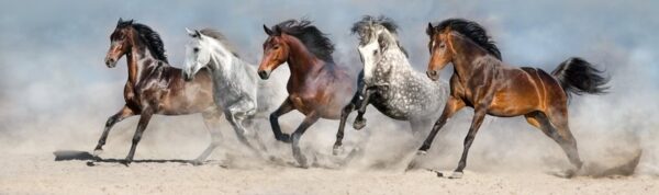 Animal 112